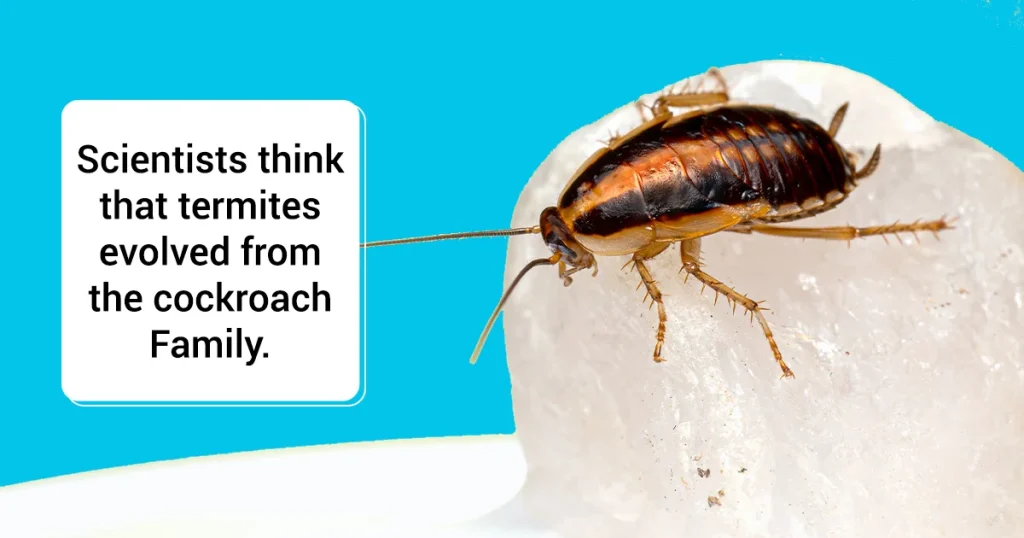 termite vs cockroach