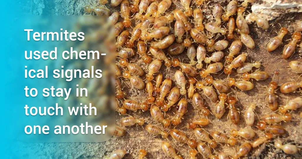 group of termites communicating