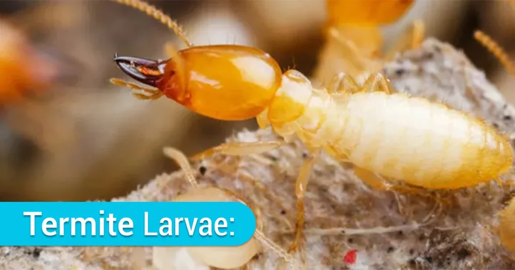 termite larvae close