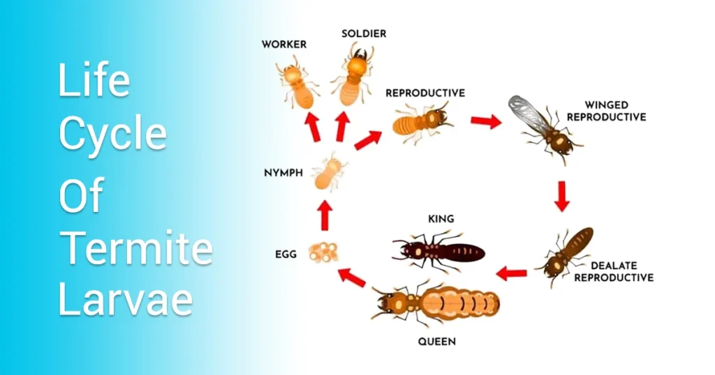 termite larvae life cycle