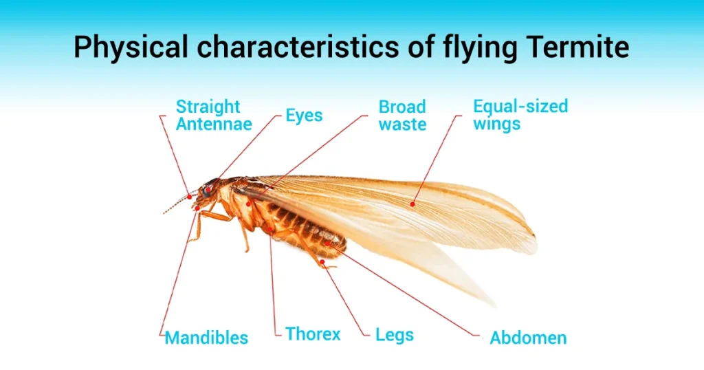 flying termites body structure