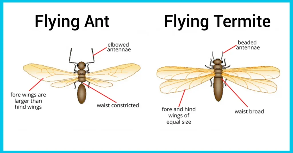 flying termites vs Ants