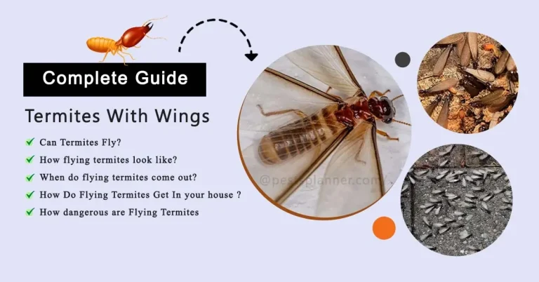 Do Termites Fly? What To Know About Termites with wings