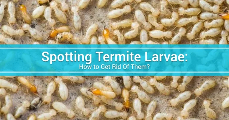 WHAT IS TERMITE LARVAE: HOW TO GET RID OF THEM
