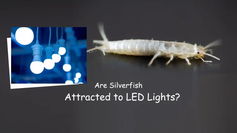 Are Silverfish Attracted to LED Lights