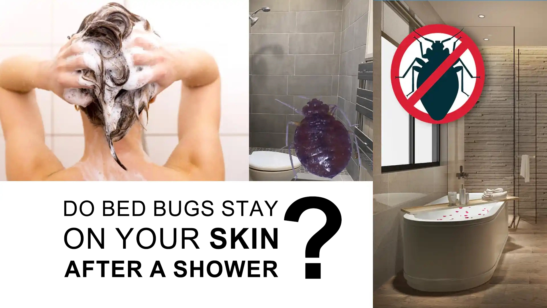 Do bed bugs stay on your skin after a shower