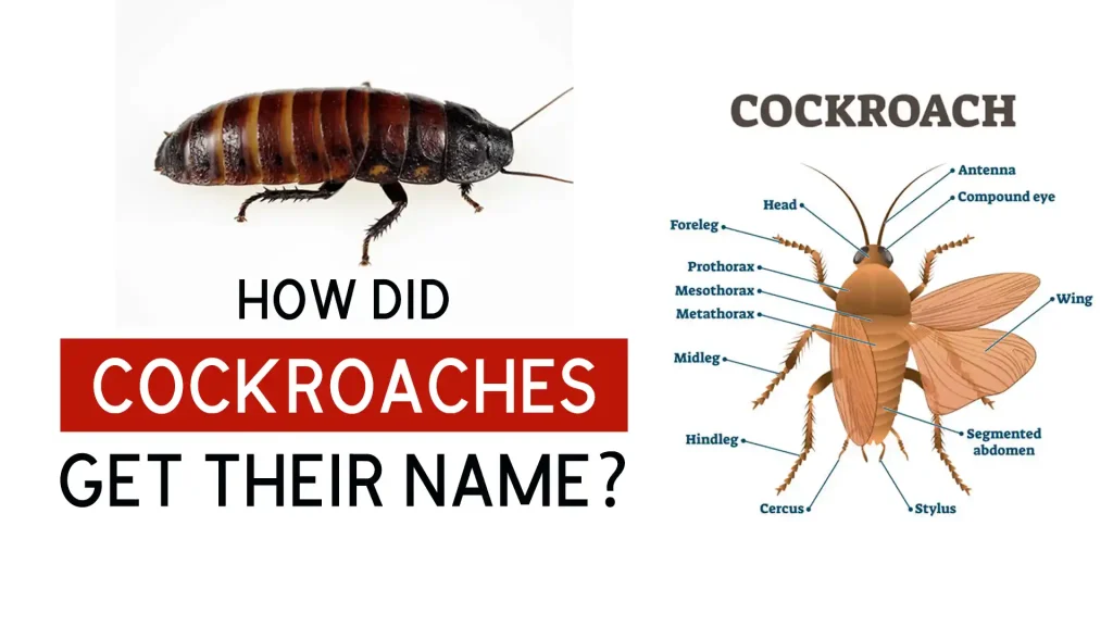How Did Cockroaches Get Their Name