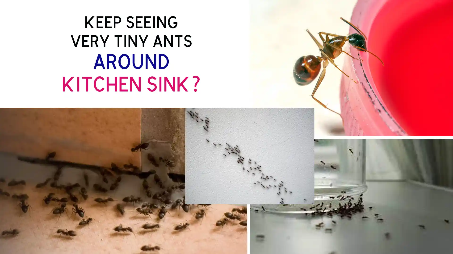 very tiny ants around kitchen sink