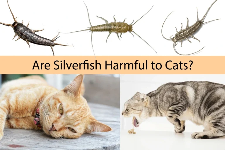 Are Silverfish Harmful to Cats