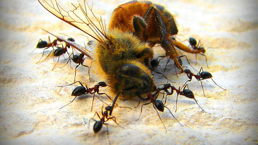 ants eating bee