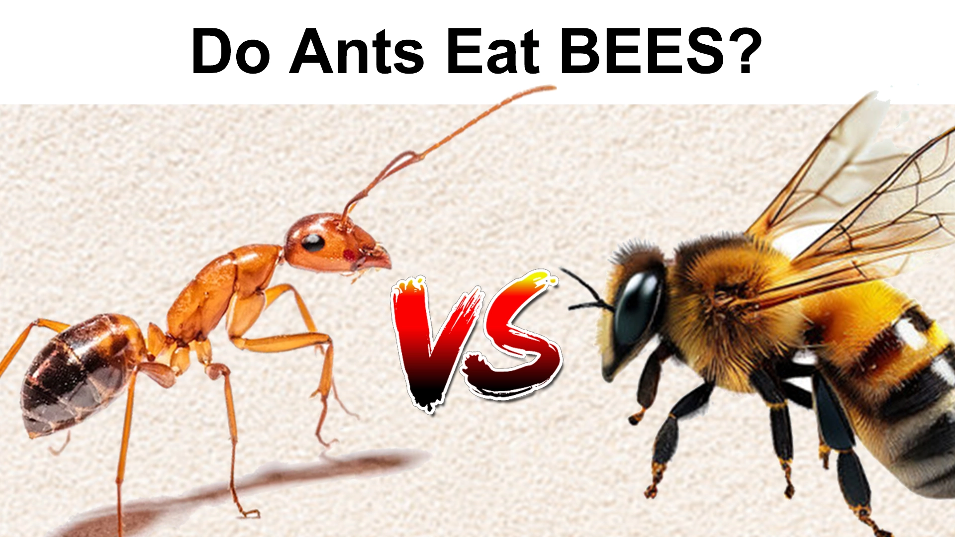 Do Ants Eat Bees?