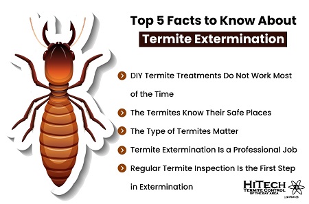 Facts About Termites