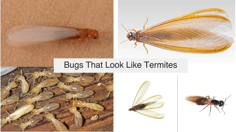 Bugs That Look Like Termites: How to Identify and Prevent Infestations