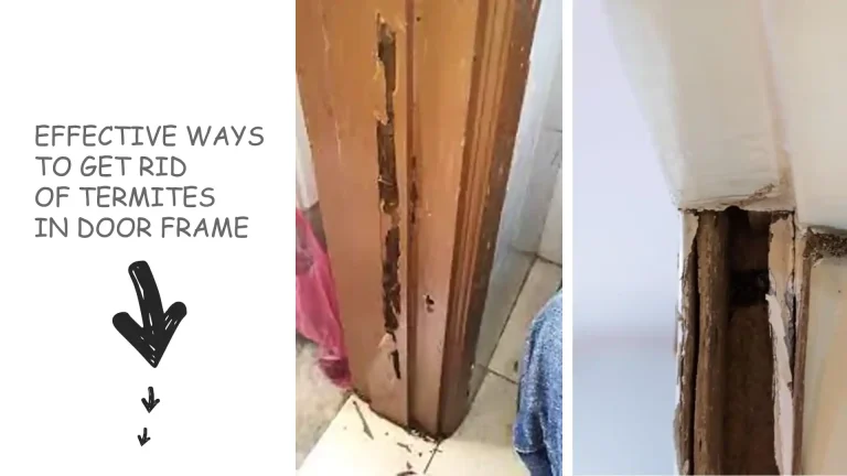 How To Treat Termites in Door Frame