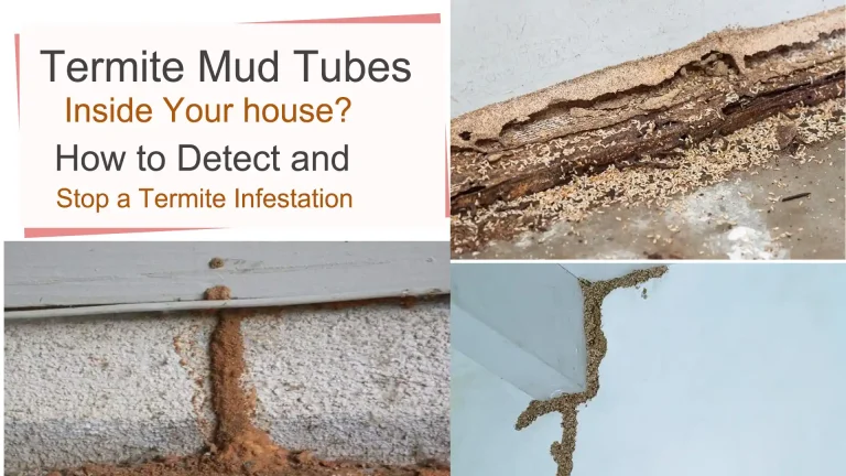 Termite Mud Tubes Inside  house? How to Detect and Stop a Termite Infestation