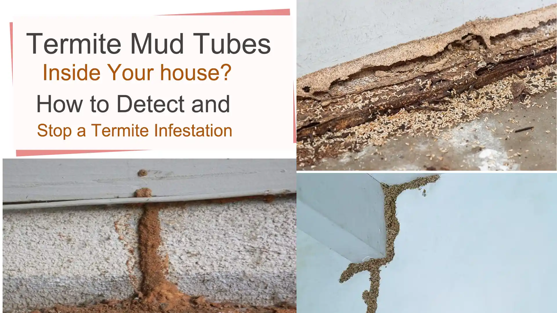 Termite Mud Tubes Inside house