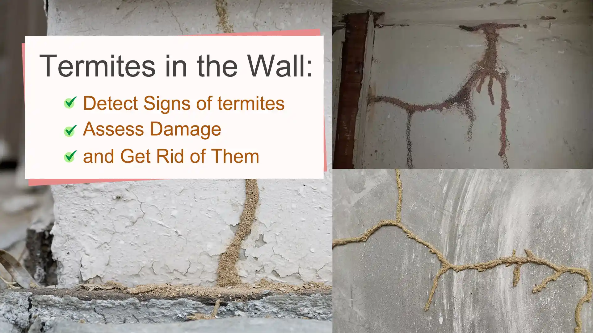 Termites in the Wall