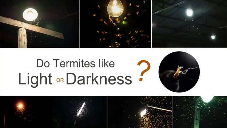 Do termites like light or dark – Pest Planner