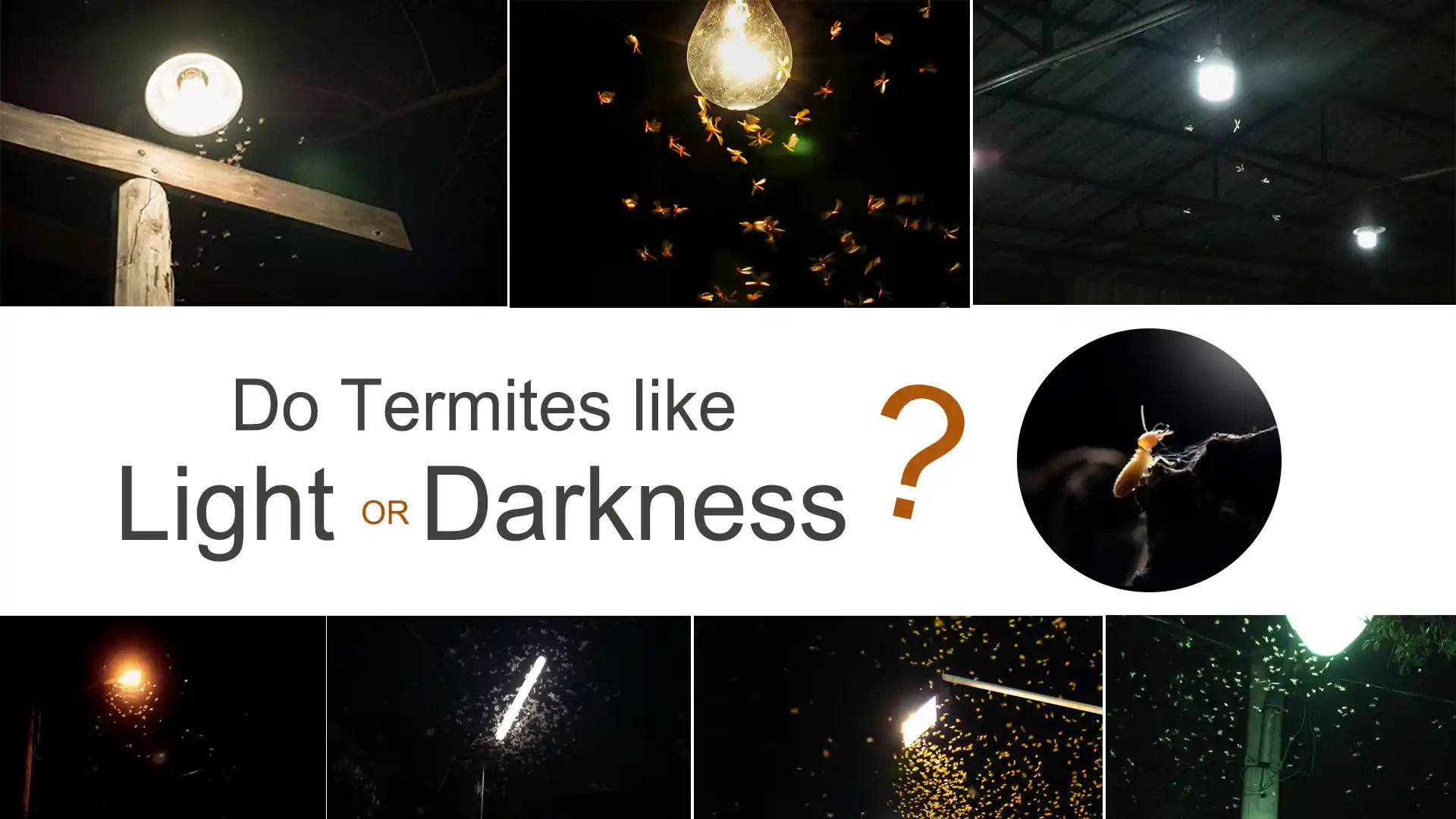 do termite likes light or dark
