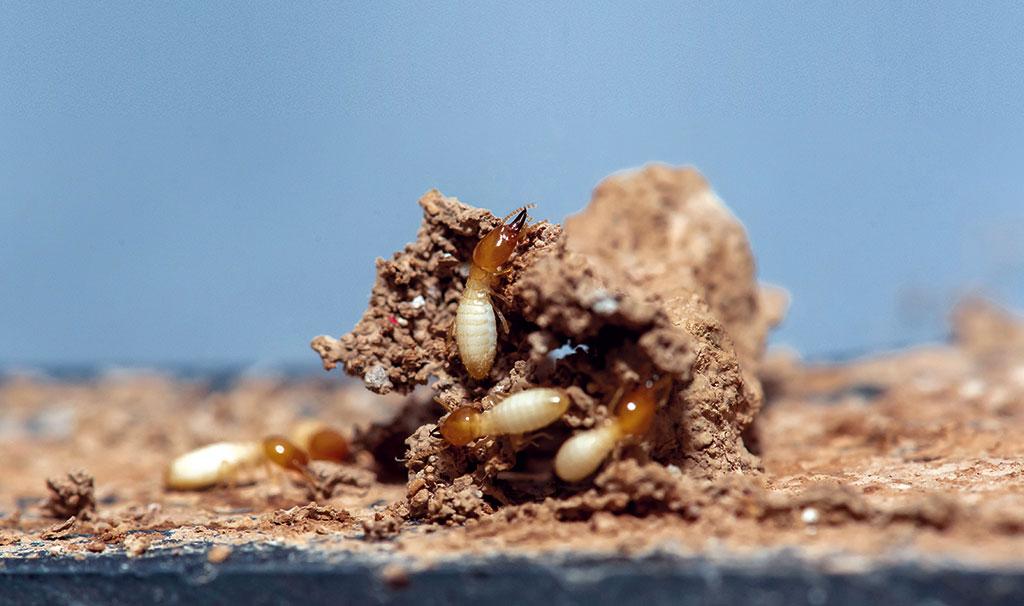 do termites produce more methane than cows