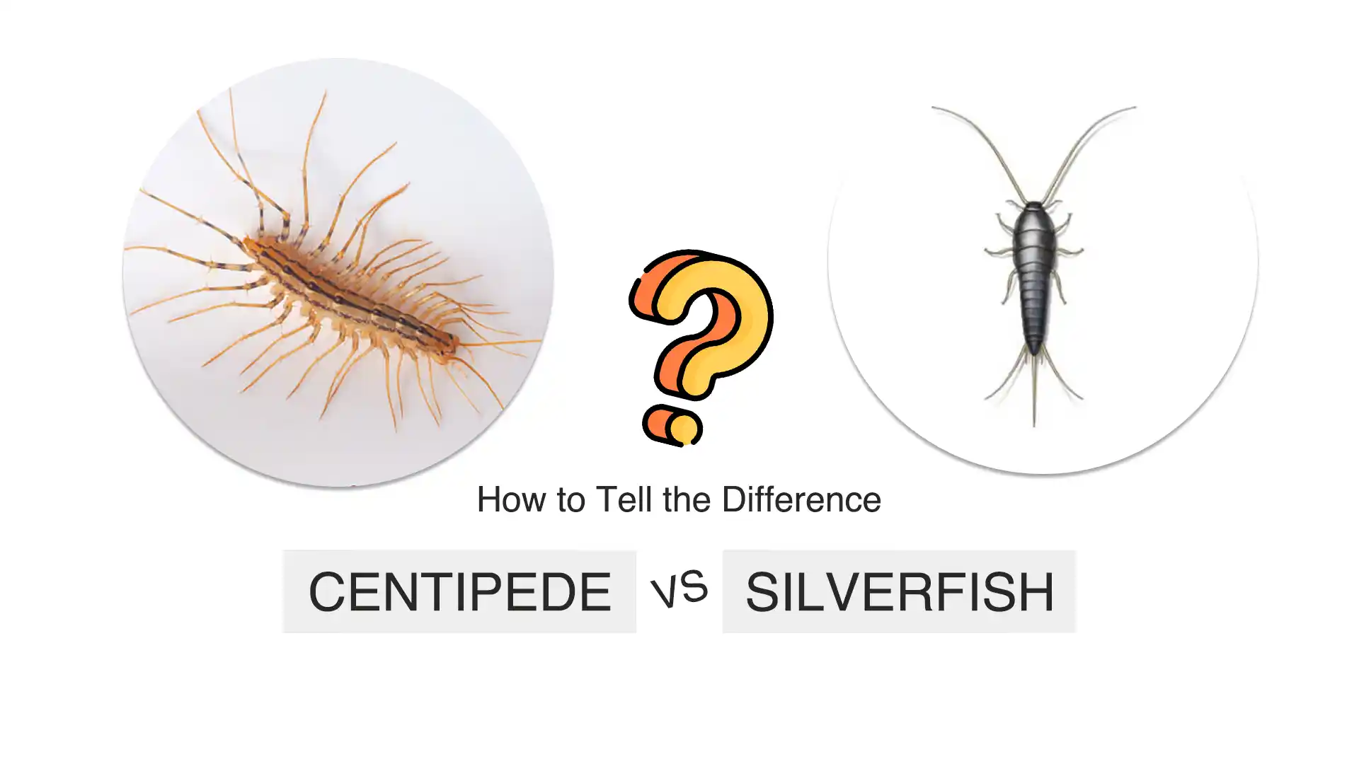 silverfish vs centipede