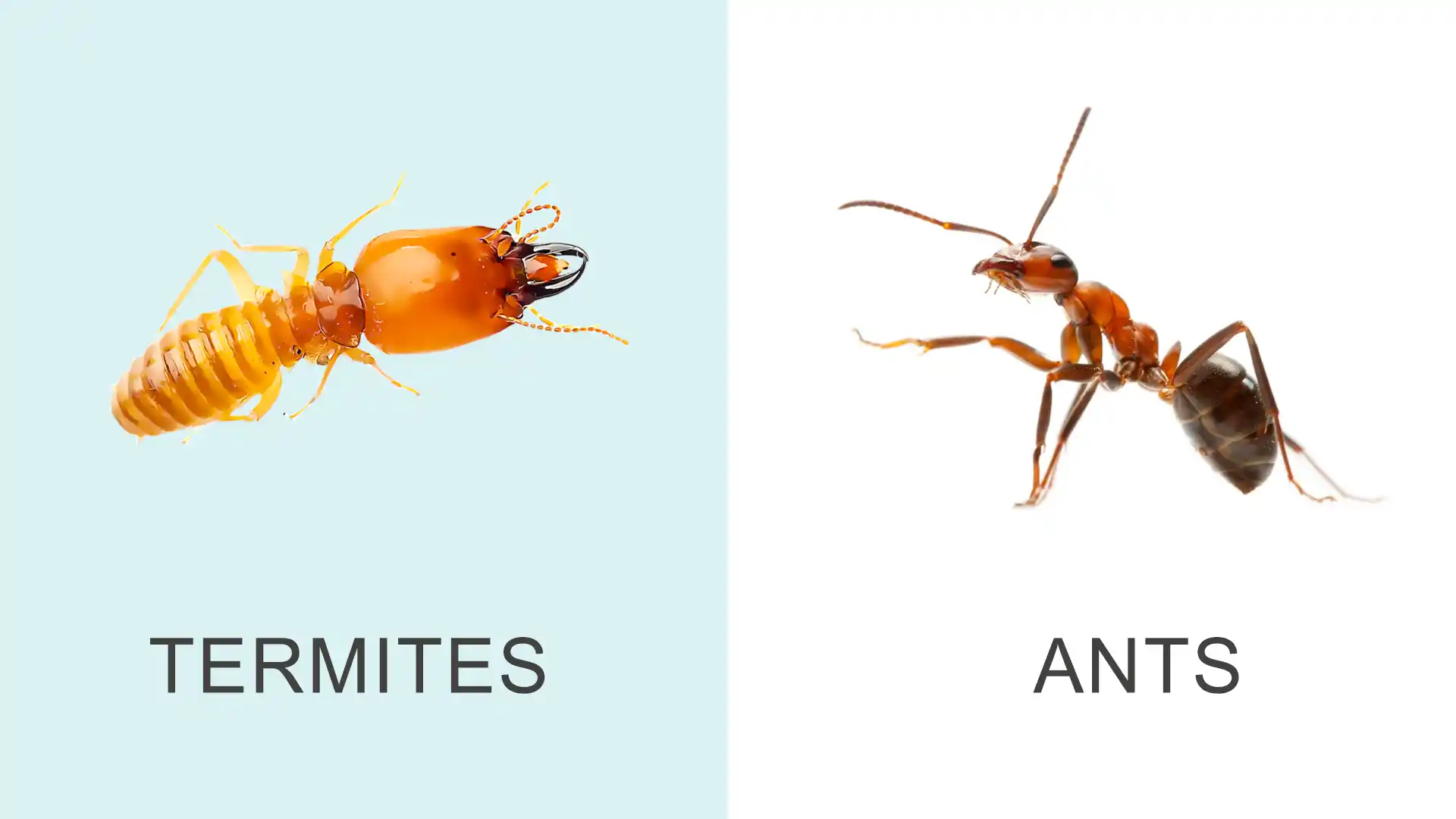 White ants vs termites