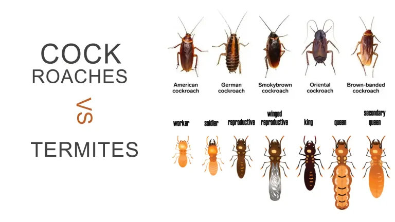 Termites vs Cockroaches: Are Termites and Cockroaches the Same