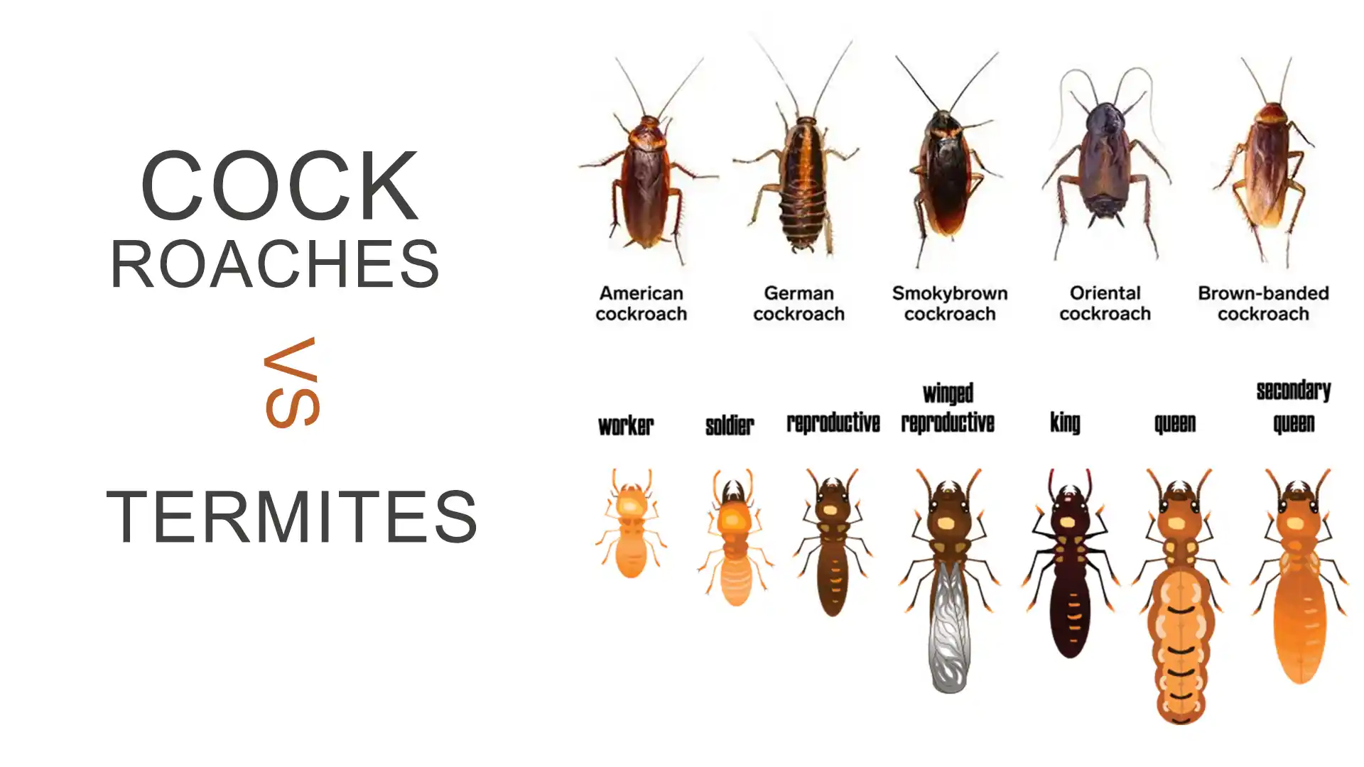 termite vs cockroaches