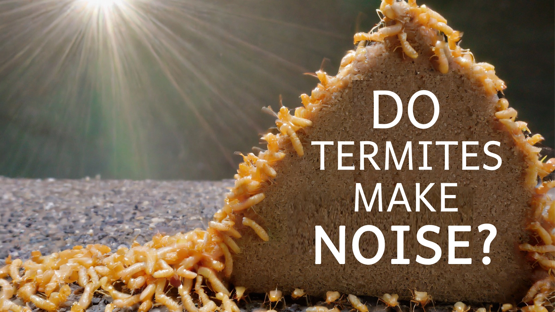 do termites make noise