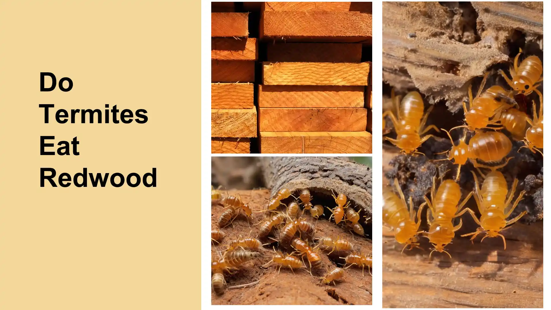 Do Termites Eat Redwood