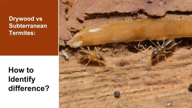 Drywood vs Subterranean Termites: How to Identify difference
