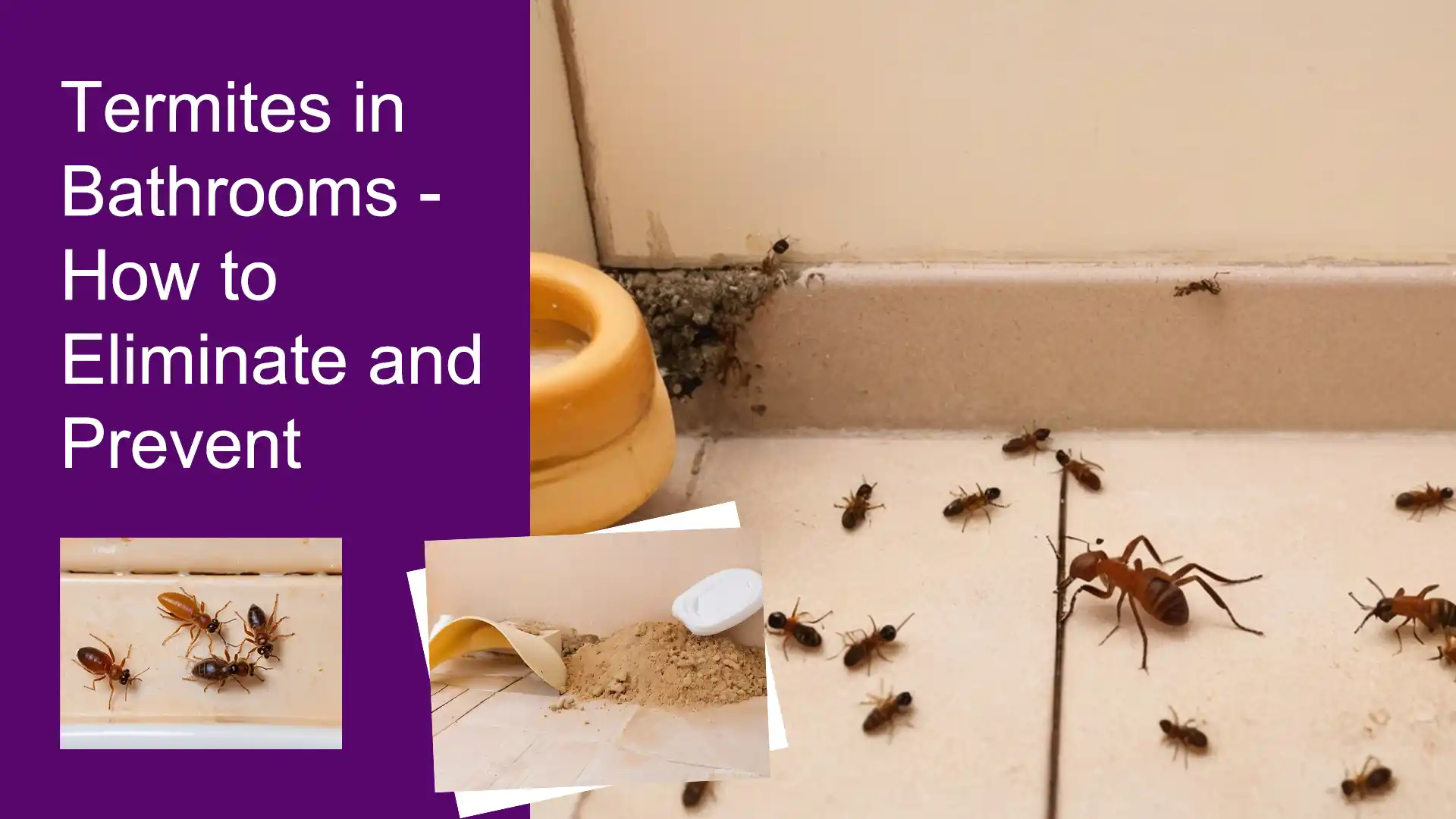 Termites in Bathrooms