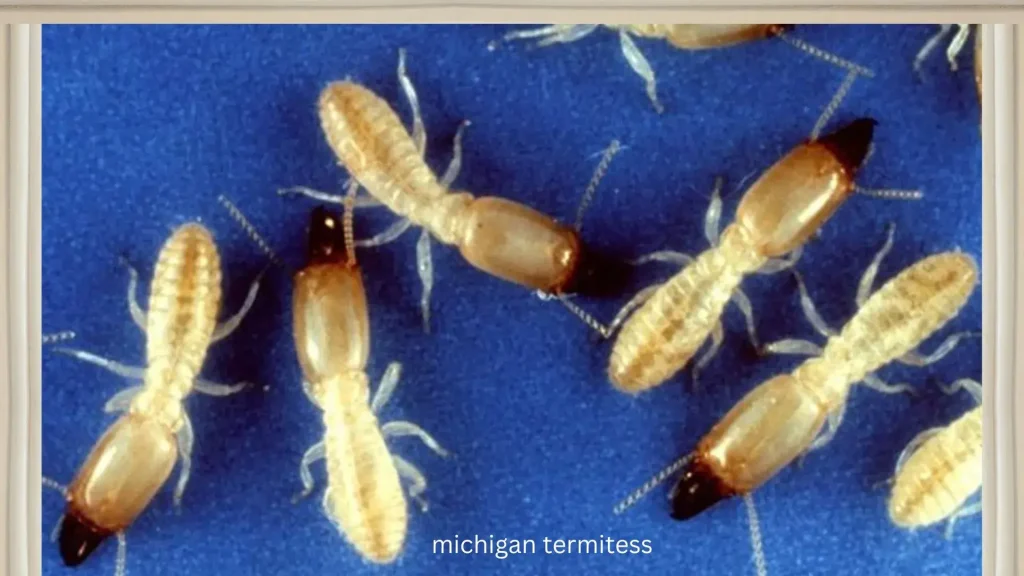 michigan termites 