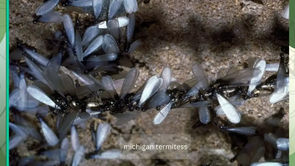 michigan termites pictures