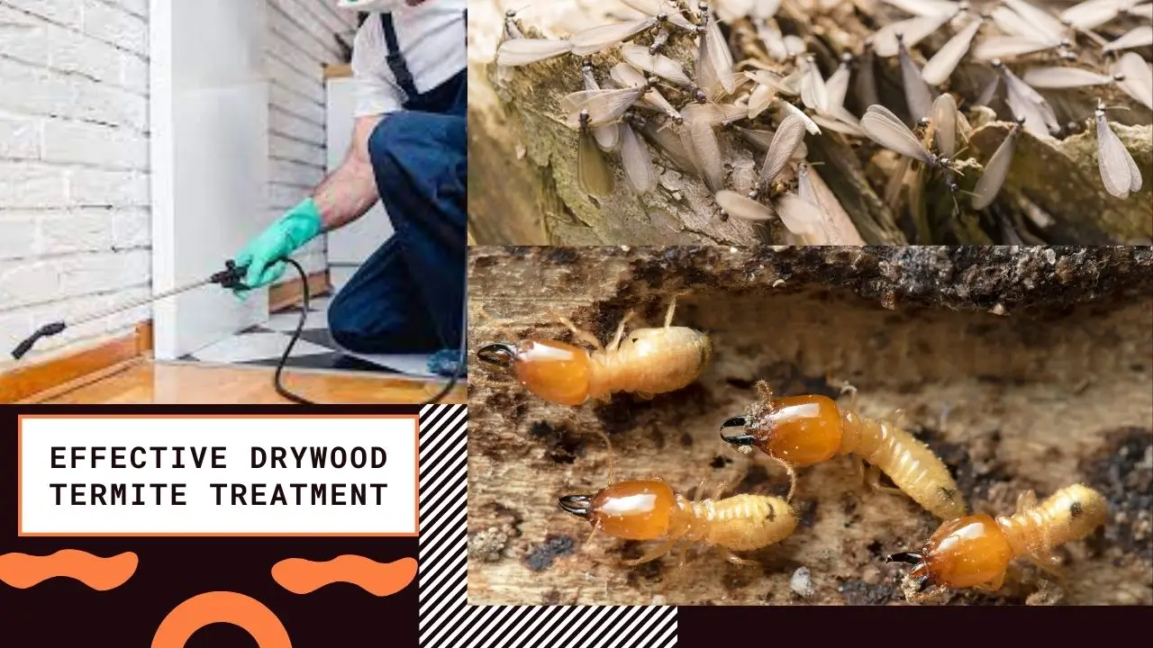 drywood termites treatment