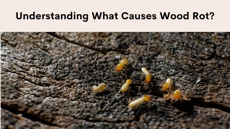 What Causes Wood Rot