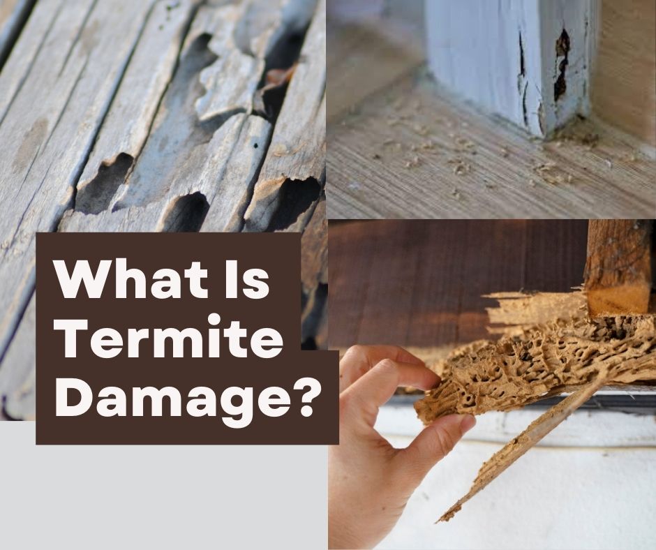 What Is Termite Damage