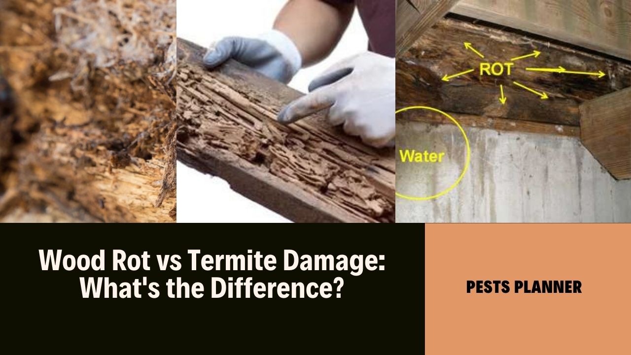 wood rot vs termite damage