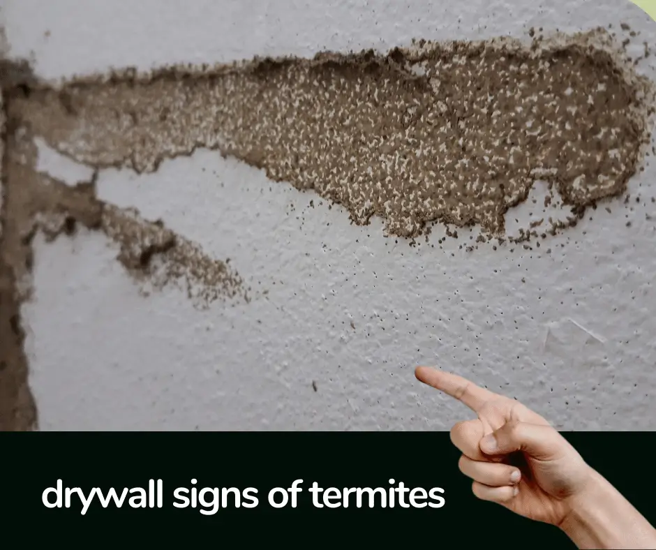 drywall signs of termites