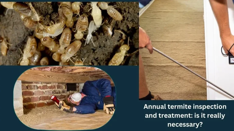 Is Annual Termite Inspection and Treatment Really Necessary?
