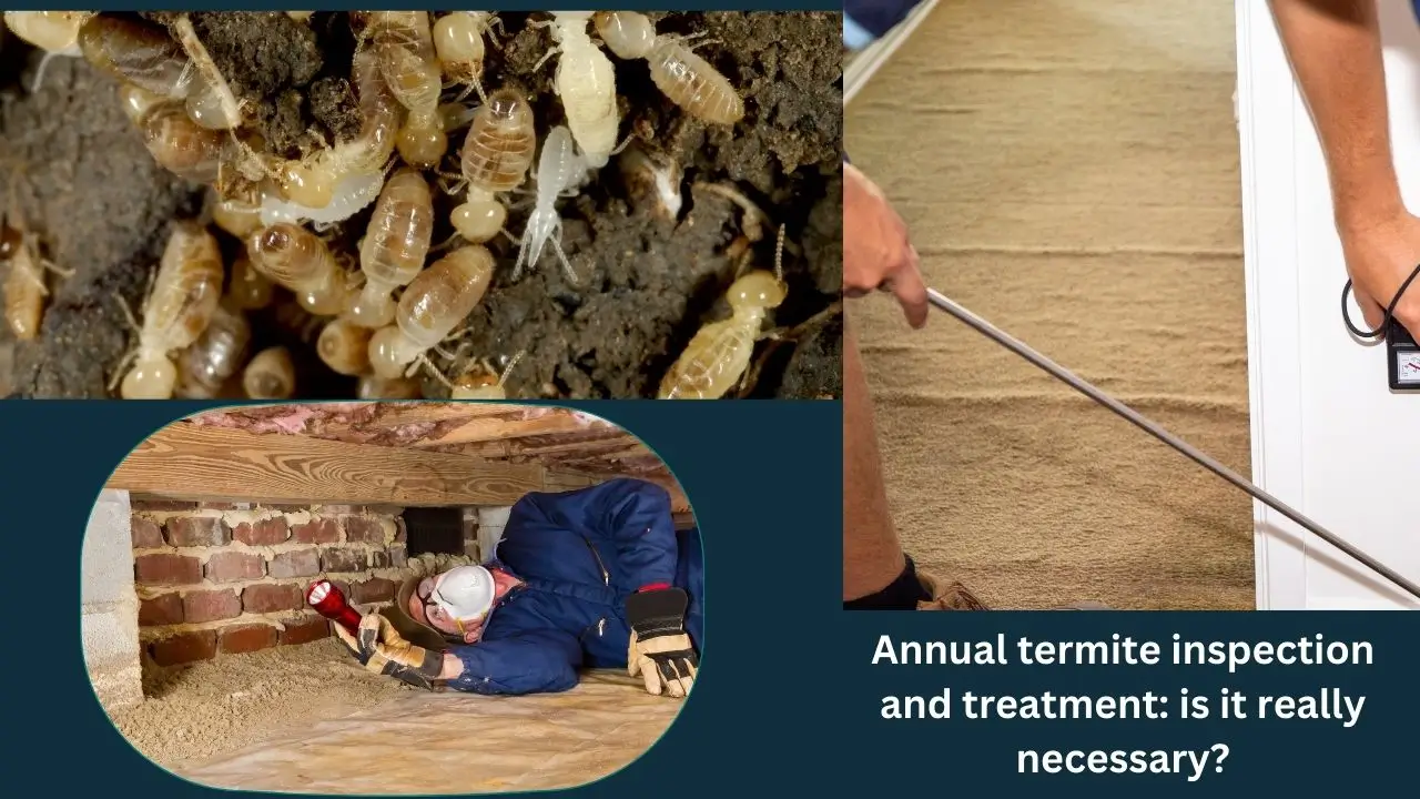 is annual termite treatment necessary