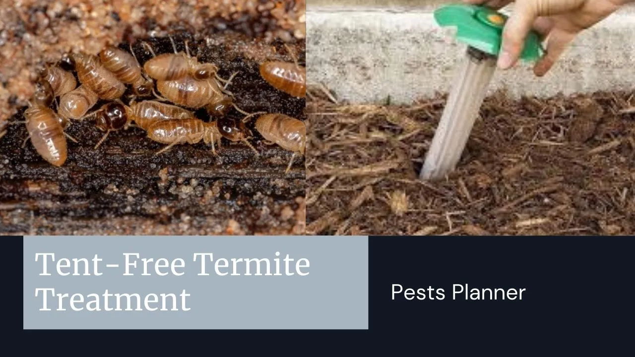 no tent termite treatment