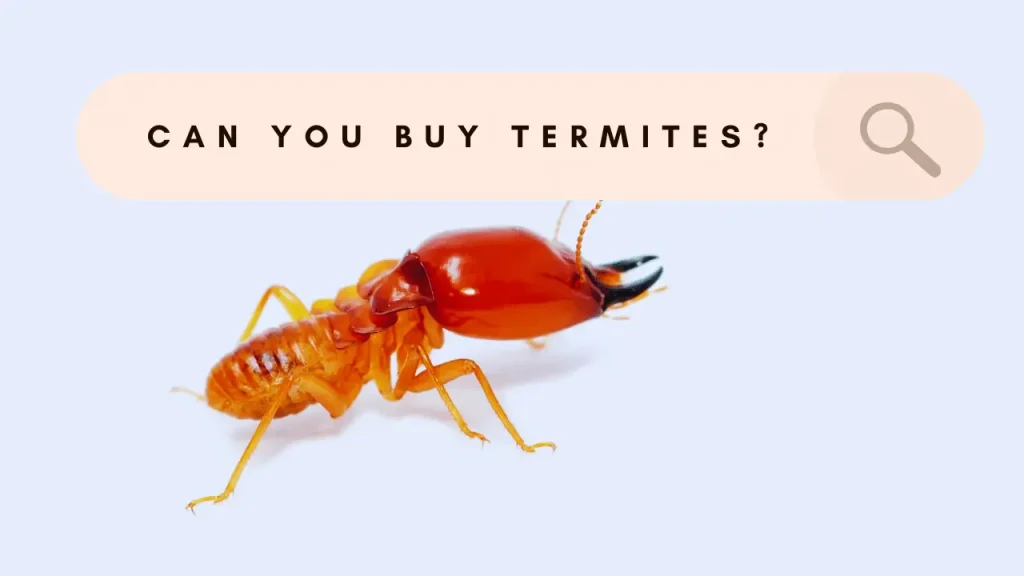 can you buy termites