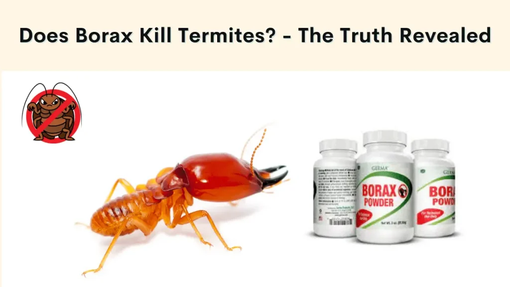 Does Borax Kill Termites