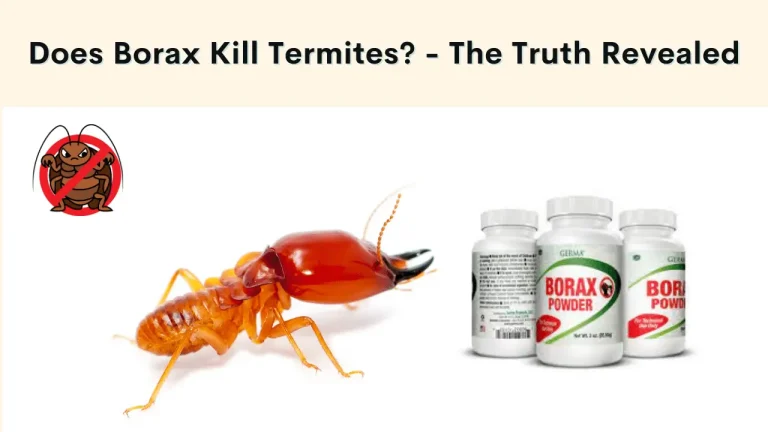 Does Borax Kill Termites? How to Use Borax to Get Rid of Termites
