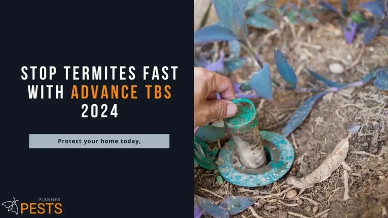 Stop Termites Fast: Advance Termite Bait Stations (TBS) 2024