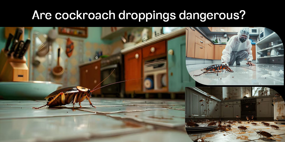 cockroach droppings