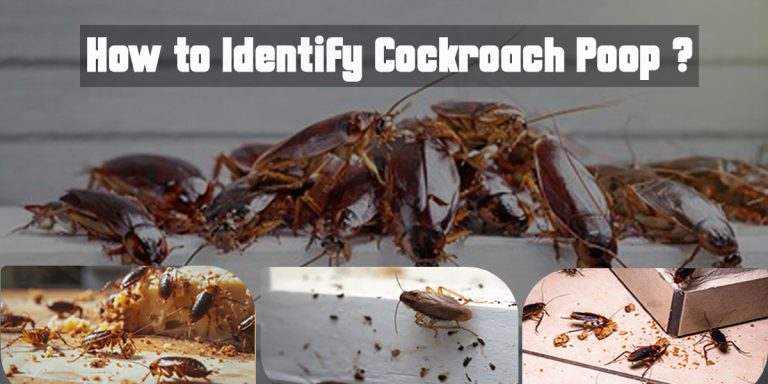 How to Identify Cockroach Poop and Effective Pest Control Tips