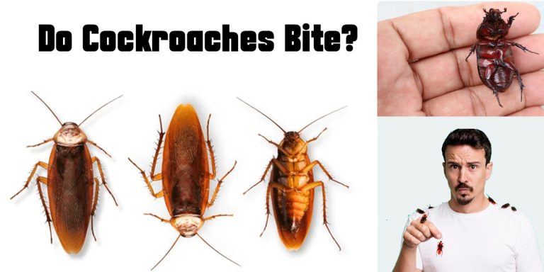 Do Cockroaches Bite?